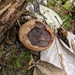 Neogyromitra japonica