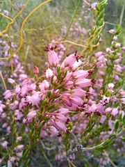Erica nudiflora