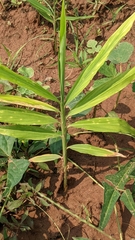 Zingiber officinale