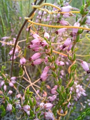 Erica nudiflora