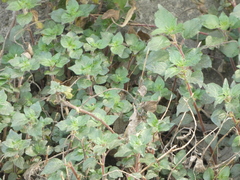 Parietaria judaica