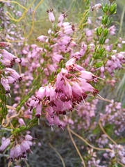 Erica nudiflora