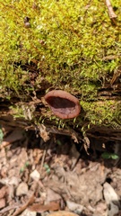 Gyromitra parma