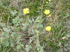 Ranunculus bulbosus