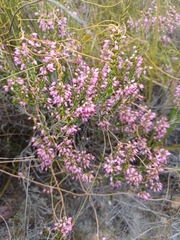 Erica nudiflora