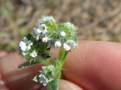 Cryptantha leiocarpa