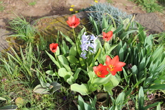 Tulipa fosteriana