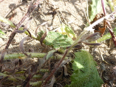 Cryptantha leiocarpa