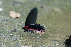 Papilio alcmenor
