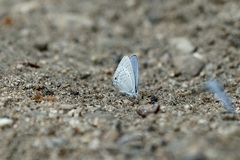 Catochrysops panormus