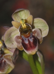 Ophrys × sommieri