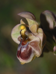 Ophrys × sommieri