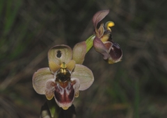 Ophrys × sommieri