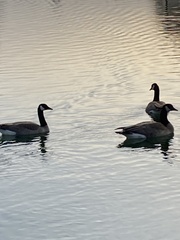 Branta canadensis moffitti