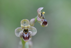 Ophrys × sommieri