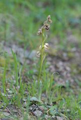 Ophrys × sommieri