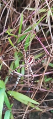 Argiope aemula