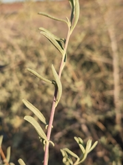 Atriplex canescens