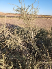 Atriplex canescens
