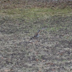 Turdus pilaris