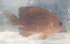 Stegastes adustus