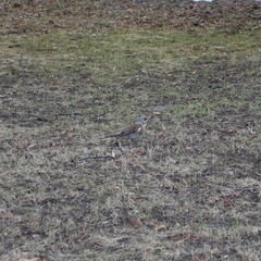 Turdus pilaris