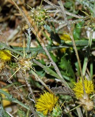 Centaurea solstitialis