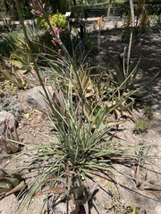 Hesperaloe
