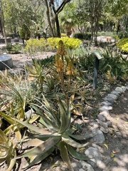 Hesperaloe