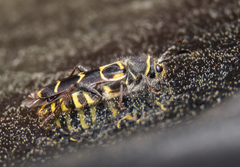 Neoclytus caprea
