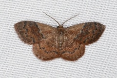 Leptostales ferruminaria