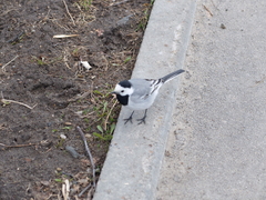 Motacilla alba