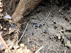 Geoglossum umbratile