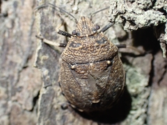 Platycoris bipunctatus