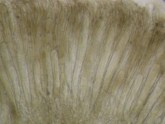 Geoglossum umbratile