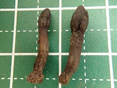 Geoglossum umbratile