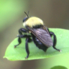 Laphria virginica