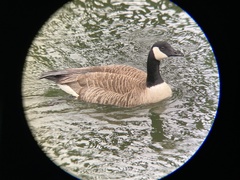 Branta canadensis moffitti