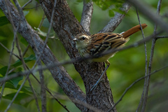 Myrmorchilus strigilatus