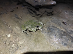 Pelodytes punctatus