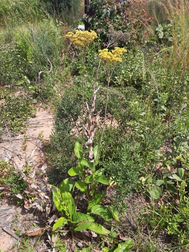 Helichrysum nudifolium image