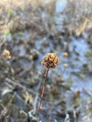 Xyris caroliniana