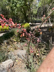 Hesperaloe