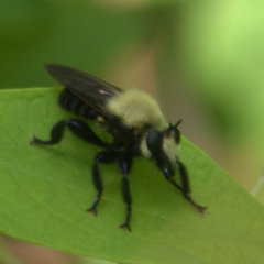 Laphria virginica