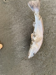Menticirrhus