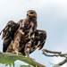 Águila Moteada - Photo (c) yakov_oskanov, algunos derechos reservados (CC BY-NC)