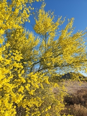 Parkinsonia florida