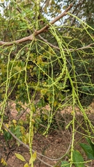 Lannea coromandelica