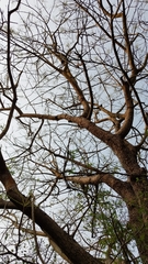 Lannea coromandelica