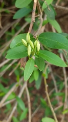 Cadaba fruticosa
